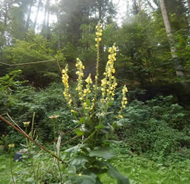 konigskerze