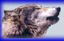 Shamanic Counnnselor